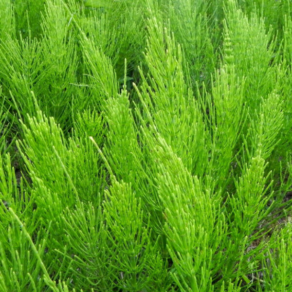 Chwasty wskaźnikowe. Sprawdź, jaki typ gleby masz na polu