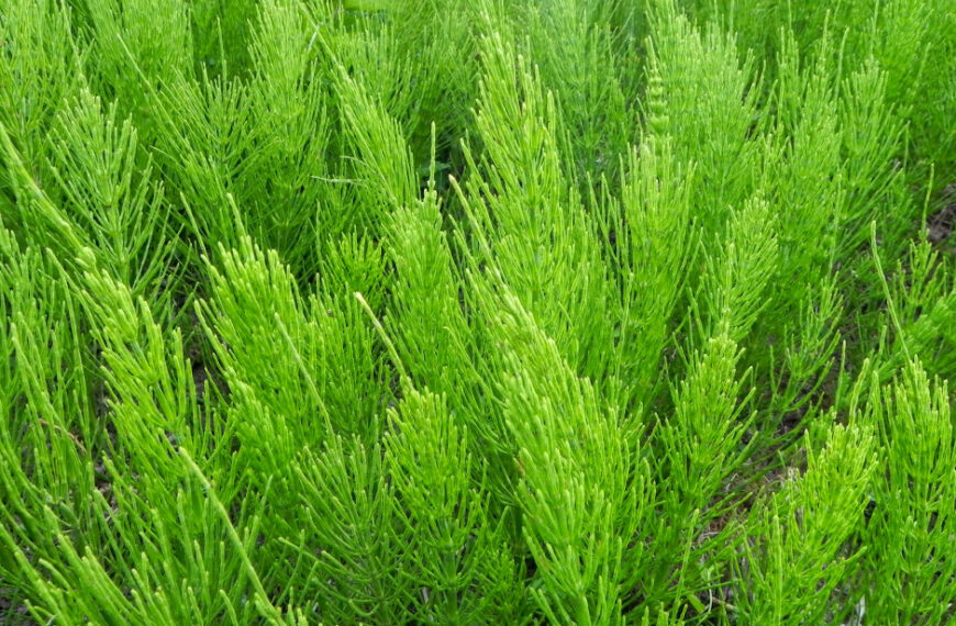 Chwasty wskaźnikowe. Sprawdź, jaki typ gleby masz na polu