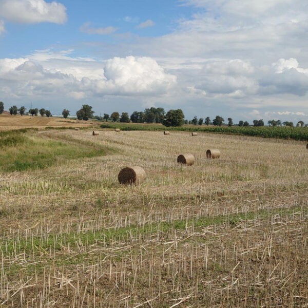 Ile kosztuje słoma w sierpniu 2023?