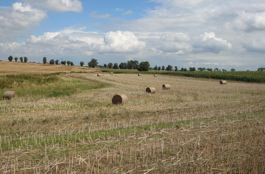 Ile kosztuje słoma w sierpniu 2023?