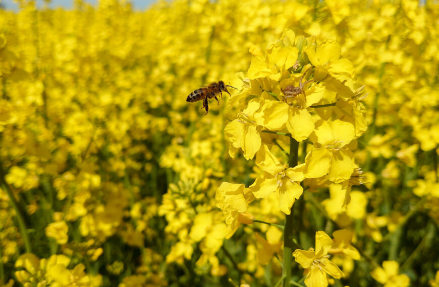Odmiany kiłoodporne rzepaku ozimego